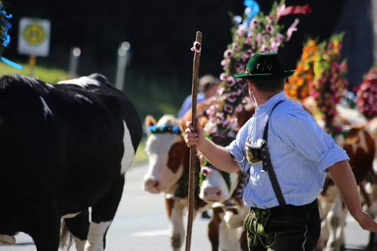 Almabtrieb in Bayern
