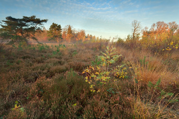misty morning on autumn marsh