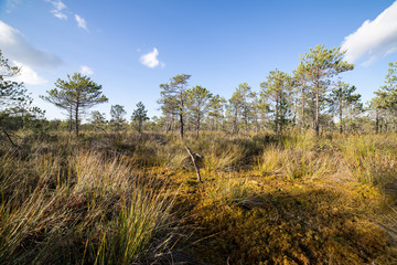 Obraz premium landscape under morning sky with clouds