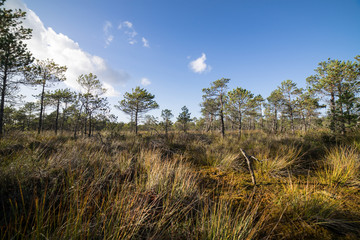 landscape under morning sky with clouds