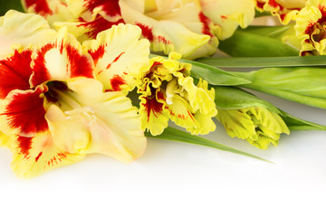Fresh colorful gladiolus isolated \ horizontal