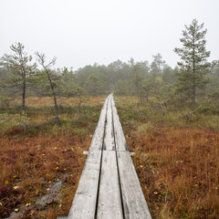 Fototapeta na wymiar wooden footbridge in the bog