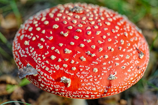 cap mushroom