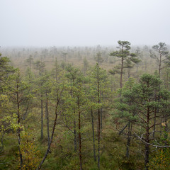 bog landscape with trees in swamp