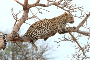 African Leopard