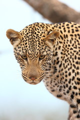 Fototapeta na wymiar African Leopard