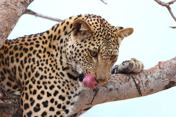 African Leopard