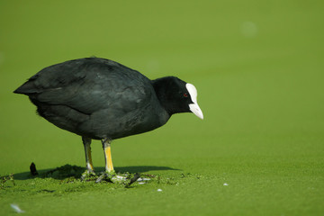 Eurasian Coot, Coot, Fulica atra