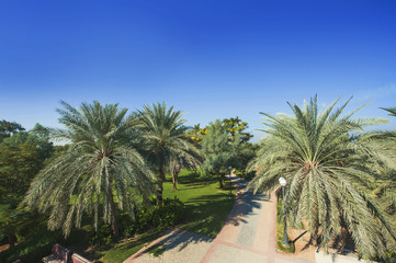 Palm Trees in Jumeirah, Dubai, United Arab Emirates