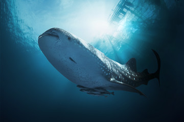 Naklejka premium Whale Shark