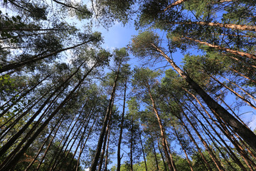 high trees in forest