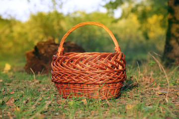 Fototapeta na wymiar basket in autumn forest
