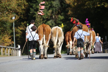 Almabtrieb in Bayern