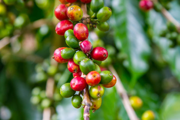Coffee beans