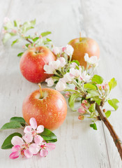apples and blossoming branch