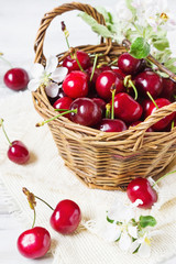  cherries in a basket