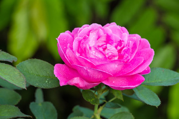 pink rose