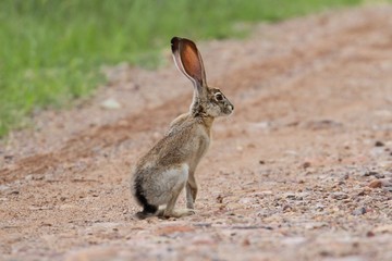 Black-tailed Jackrabbit (Lepus californicus)