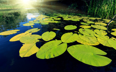 Big water lily leafs © Pavlo Klymenko