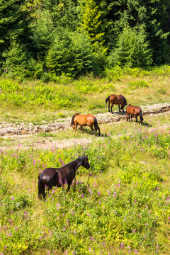 Horses by the road at the forest edge