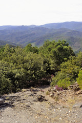 Nature in the mountains of the Cevennes