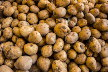 potatoes on a market.  Fresh organic young potatoes