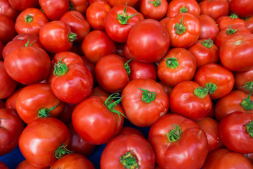 red tomatoes background.  Group of tomatoes