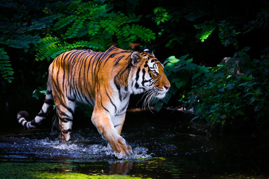 Fototapeta Tiger in water.