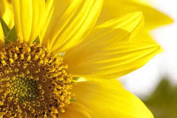 подсолнечник