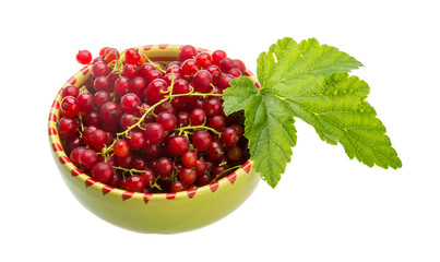 Red currant