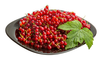 Red currant