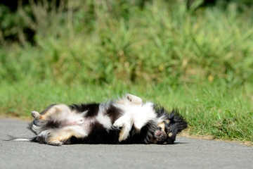 Chihuahua