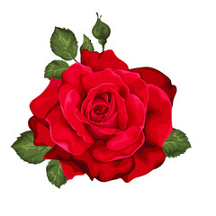 Beautiful rose isolated on white. Red rose.