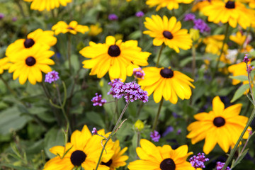 Naklejka premium Flowers