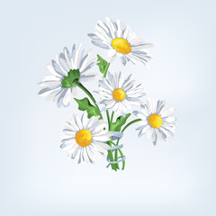 Bouquet camomile with ribbon. Greeting card with beautiful flowe