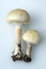Waldchampignon, Wald-Champignon, Agaricus, silvaticus,