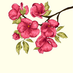 Cherry blossom. Sakura flowers. Floral background. Branch with p