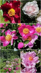 Papier peint photo Pivoines pivoines  © CB94