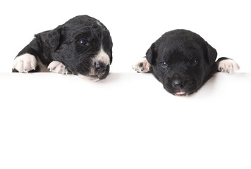Obraz premium Two Mexican xoloitzcuintle puppies