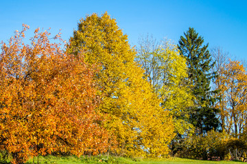 Fototapeta na wymiar Bright colored autumn forest