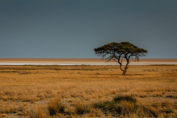 Obraz premium Safari in Africa