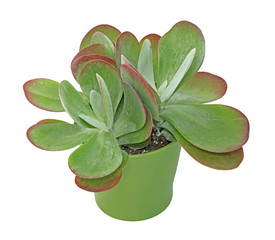 Cotyledon arborescens