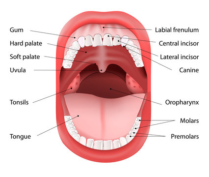 Human Mouth anatomy