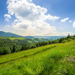 Fototapeta premium coniferous forest on a mountain slope