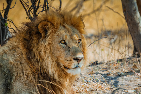 lion in africa