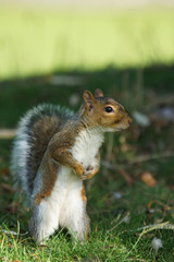 Gray Squirrel, Sciurus carolinensis