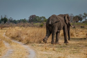 Obraz na płótnie Canvas african elefant
