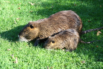 Nutria Mutter mit Jungen