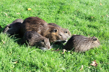 Nutria
