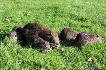 Nutria